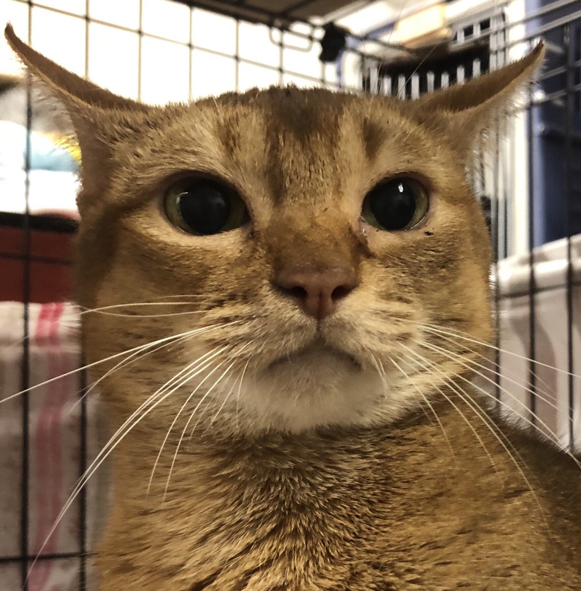 🐾今日の里親様募集中ニャンコ🐱メンバーです🐾天神橋店のTwitterのアドレスが変わりました！2019,8,18